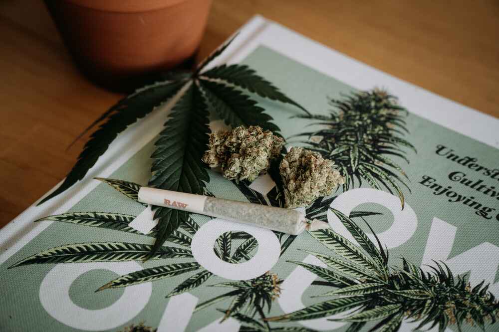 cannabis on the table